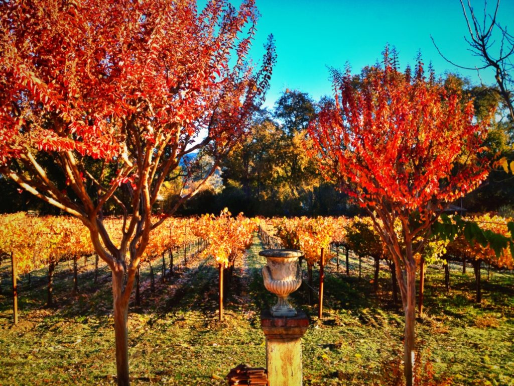 Bragg Vineyards - Autumn