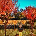 Bragg Vineyards – Autumn