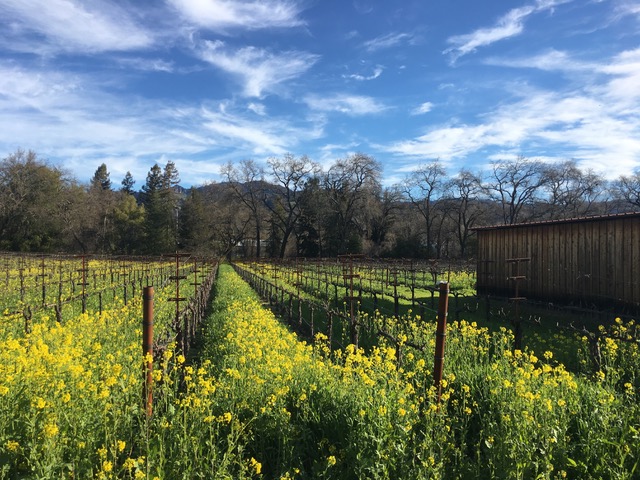 field of mustard among the vines